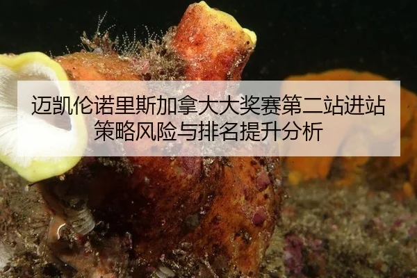 迈凯伦诺里斯加拿大大奖赛第二站进站策略风险与排名提升分析（WorldCupChina）
